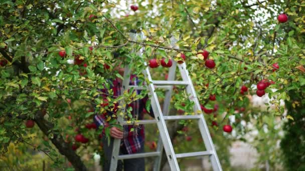 老人爬上安装在苹果树附近的梯子 农民准备采摘新收获的苹果 — 图库视频影像