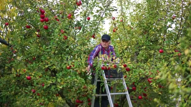 老农夫站在梯子上 顶上有一盒苹果 忙碌的人在自家花园里采摘水果 — 图库视频影像