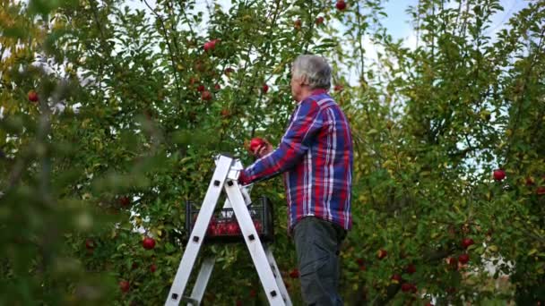 Zaneprázdněný Farmář Stojící Žebříku Sbírá Jablka Stromu Období Sklizně Jablečném — Stock video