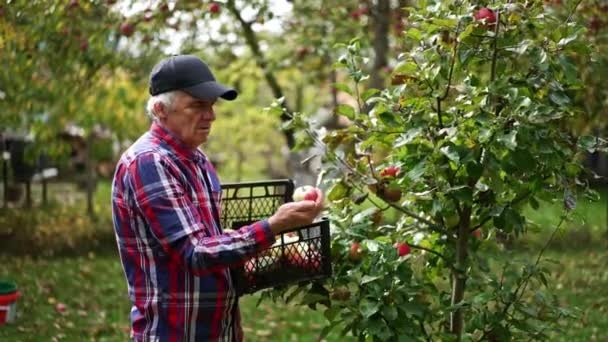 Apanhar Maçãs Uma Jovem Macieira Velho Agricultor Reúne Frutas Olhando — Vídeo de Stock
