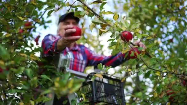 苹果收获在初秋季节 老农在梯子上把红色的水果摘到一个箱子里 — 图库视频影像