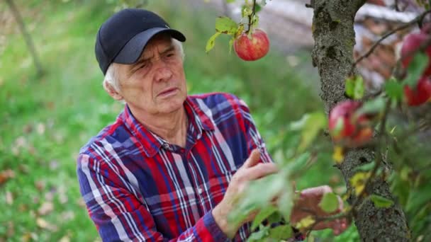 Velho Agricultor Gorro Preto Camisa Quadriculada Reúne Maçãs Uma Árvore — Vídeo de Stock