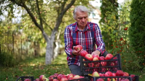 Prohlížím Zralá Jablka Když Sbírám Stromů Dospělý Muž Kontroluje Ovoce — Stock video