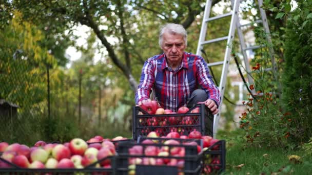 Αγρότης Που Προσέχει Ώριμα Μήλα Από Έναν Κήπο Προετοιμασία Των — Αρχείο Βίντεο