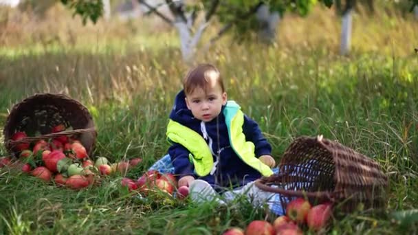 平静可爱的小男孩坐在地上环顾四周 红色的苹果和篮子在小孩身边 收获季节在花园里的孩子 — 图库视频影像