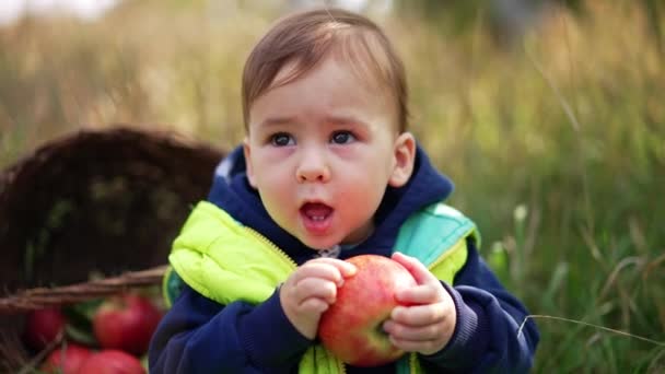 赤いリンゴを持っている暖かいブレザーの小さな子供 高い草に座っている子供は リンゴを噛もうとしている彼の口に引っ張ります 秋の自然の中で赤ん坊の男の子 — ストック動画