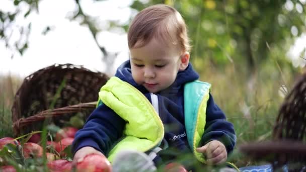 Однорічний Малюк Бере Велике Червоне Яблуко Рот Маленька Дитина Насолоджується — стокове відео