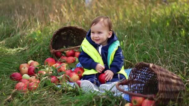 甘い幸せな子供は赤いリンゴに囲まれた草の上に座っています 暖かい服を着ている赤ん坊の少年は 興味を持って大きな赤いリンゴを見ます 自然の背景にある子供たち — ストック動画