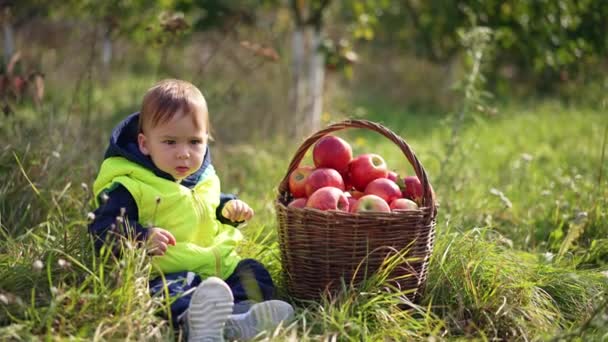귀여운 소년은 사과의 바구니와 조용히 잔디에 유아는 과일을보고 조심스럽게 그들을 — 비디오