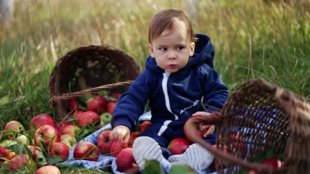 赤いリンゴで遊んでいる赤ん坊の少年が散らばった 小さな子供が果物に触れ 興味を持ってそれらを見ています 輝かしい自然の背景 — ストック動画