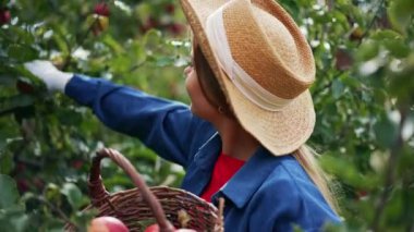 Hasır şapkalı uzun saçlı sarışın kadın sepete elma topluyor. Eldivenlerde meyve toplamak için çalışan dişi çiftçi..