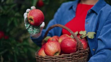 Güzel kırmızı sulu olgun elmalar sepetin içine toplanmış. Elinde sepetle organik meyveye bakan tanınmamış bir kadın. Kapatın. Bulanık arkaplan.