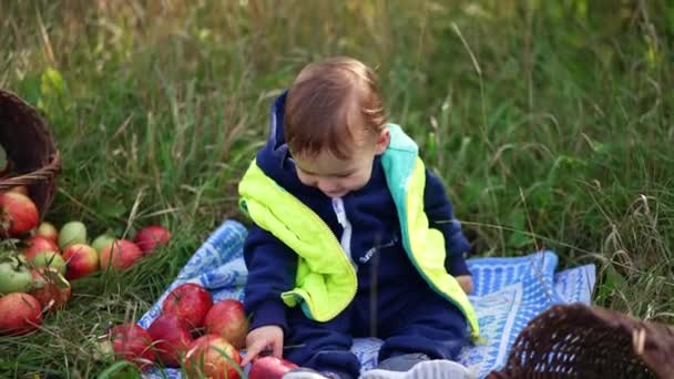 ハッピー リトル トッドラーは 自然の中で屋外で時間を過ごしています 彼の周りに散らばった赤いリンゴに触れるスマイリーベイビー バックドロップの草 — ストック動画
