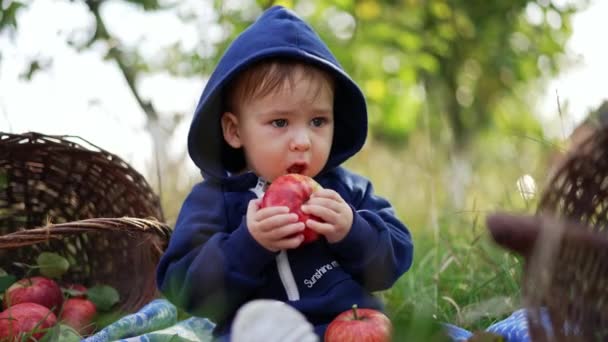 赤いリンゴを食べる青いパーカーを着ている美しい赤ちゃんの少年 美しい子供は庭に彼の横の果実のバスケットで座っています ブラーレッド バックドロップ — ストック動画