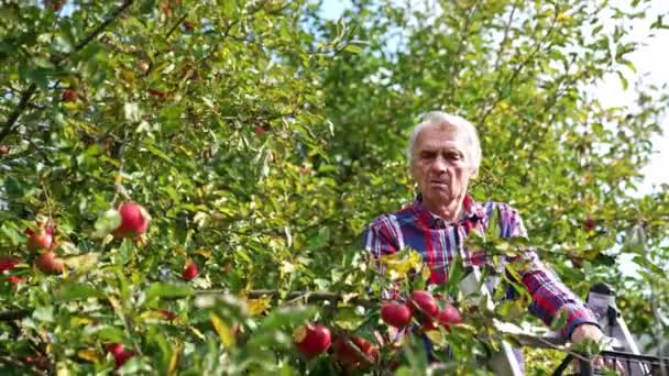 Farmář Sbírá Zralá Jablka Vyšších Větví Stromu Dospělý Šedovlasý Muž — Stock video