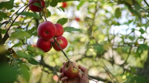 오래된 나무에 빨간색 사과에 도달합니다 정원에서 맛있는 과일을 수확하기위한 닫으세요 — 비디오