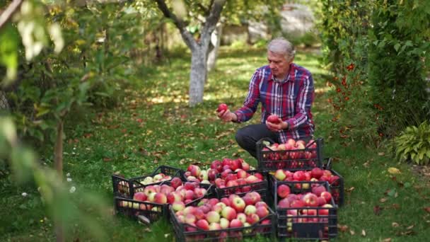 Krabice Naplněné Červenými Jablky Shromážděnými Zahrady Zaneprázdněný Farmář Třídí Ovoce — Stock video