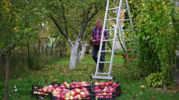 Viejo Apila Cajas Llenas Manzanas Lugar Suelo Cosecha Fruta Orgánica — Vídeos de Stock