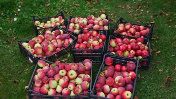 Yerde Kırmızı Elmalarla Dolu Siyah Plastik Kutular Adam Bir Kutu — Stok video