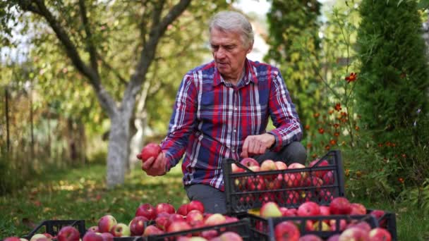 Zestárlý Farmář Sedí Nad Krabicemi Plnými Jablek Muž Dívá Čerstvě — Stock video
