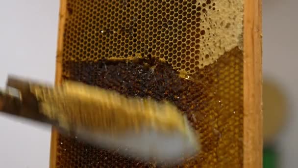 Elektrisches Messer Das Leicht Durch Die Honigwaben Gleitet Der Mensch — Stockvideo