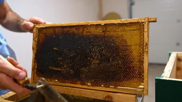 Beekeeper Menghilangkan Penutup Pada Sel Lilin Bingkai Madu Sedang Dipersiapkan — Stok Video