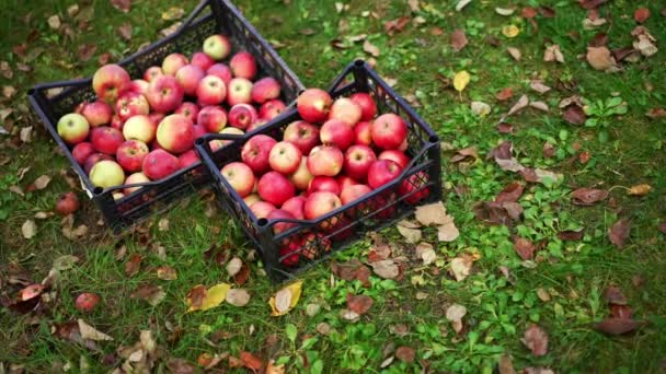 플라스틱 상자에 사과를 뿌리십시오 농부는 상자를 사과로 가져와서 놓습니다 — 비디오