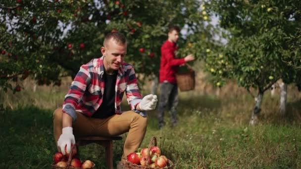 Joven Agricultor Sentado Pequeño Taburete Jardín Clasificando Las Manzanas Cestas — Vídeo de stock