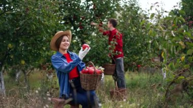 Bahçede toplanan elma mahsulünün tadını çıkarıyorum. Genç beyaz kadın meyve bahçesinde oturur ve hasadının meyvelerini koklar. Arka plandaki çocuk ağaçtan elma topluyor..