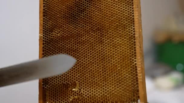 Brown Honeycombs Wooden Frames Hands Unrecognized Man Beekeeper Uses Knife — Stock Video