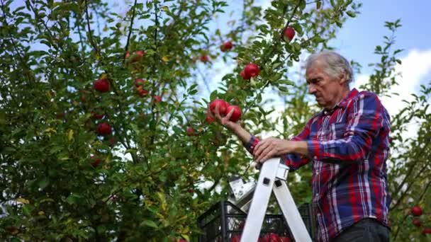Zestárlý Farmář Stojící Žebříku Natáhne Ruku Aby Dosáhl Červená Jablka — Stock video