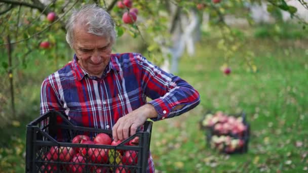 身穿鲜艳衬衫的人检查黑塑料盒里的苹果 大农场主把花园里摘的苹果分类 模糊的背景 — 图库视频影像
