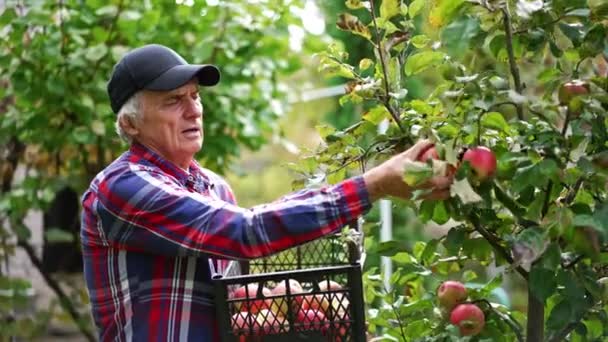 有重点的黑帽老农拿着一个装满苹果的塑料盒 人在自家花园里的矮树下采摘果实 — 图库视频影像