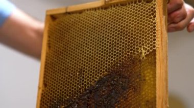 Erkek eller bal dolu bir çerçeveyi tutuyor. Apiarist, bal peteklerinin örtülerini kesiyor. Bal çıkarma için hazırlanıyorum..