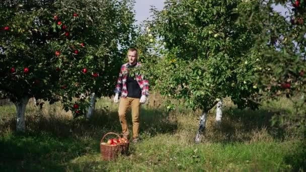 Saison Récolte Dans Jardin Pommes Par Une Belle Journée Ensoleillée — Video