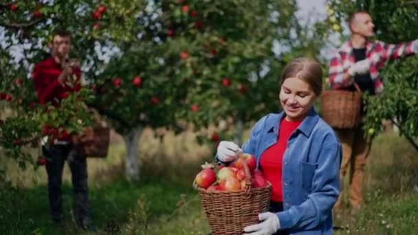 Женщина Голубой Рубашке Держит Полную Корзину Красивых Красных Спелых Яблок — стоковое видео