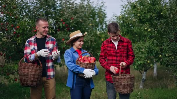 Gente Recolectando Manzanas Huerto Auatumn Mujer Sostiene Una Cesta Frutas — Vídeos de Stock