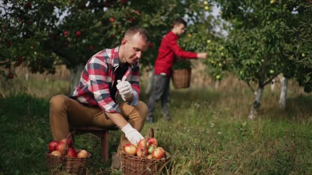 庭に座っている中年の男性農夫は 目の前にリンゴがいっぱいの2つのバスケットを持っていました 人間はリンゴを分類し 緑の葉を投げ捨てている ティーンエイジャー少年はぼろぼろの背景で果物の作物をピックアップ — ストック動画
