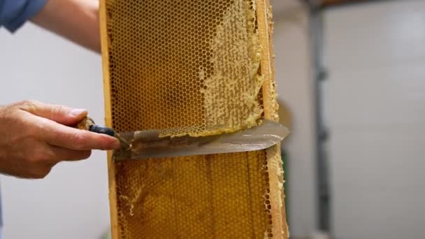 ワックス細胞の上部を切断する 遠心分離機で蜂蜜抽出を容易にするためのハニカムを発見 ローアングルビュー — ストック動画