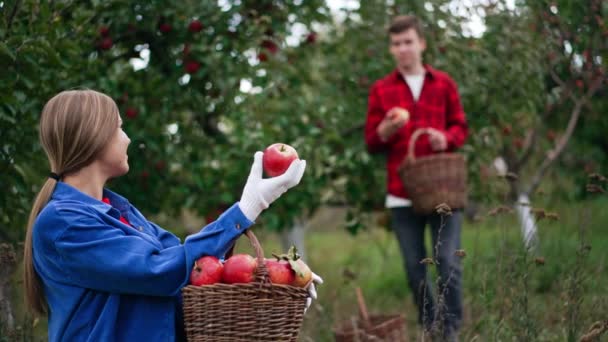 Lidé Užívají Obdivují Velká Zralá Červená Jablka Sklizená Zahradě Žena — Stock video