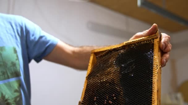 Bijenhouder Met Een Frame Met Donkere Honingraten Man Snijdt Extra — Stockvideo