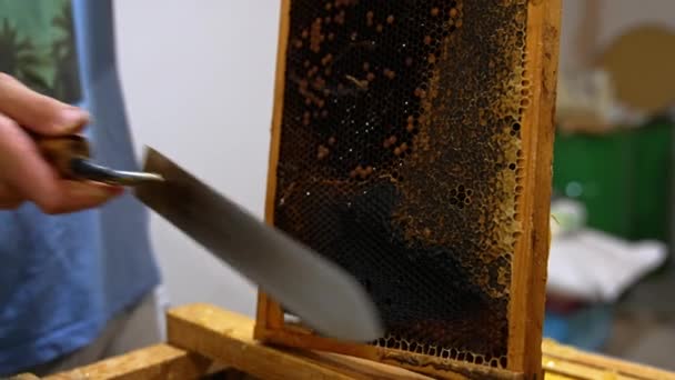 Elektrikli Bıçak Bal Peteklerinin Üzerindeki Balmumunu Kesiyor Arıcı Organik Ürün — Stok video