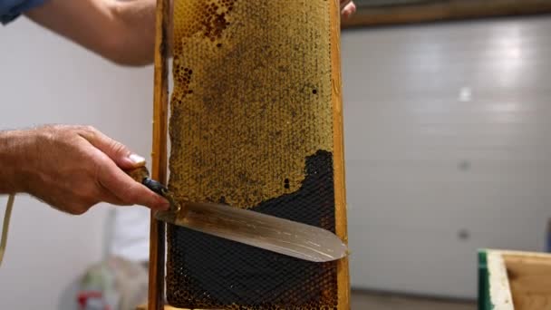 Volledige Honing Frame Bedekt Met Wax Covers Hand Van Mannelijke — Stockvideo