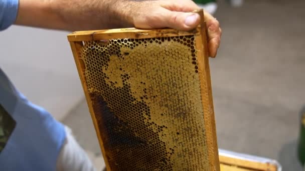 Honigrahmen Mit Halb Versiegelten Zellen Aus Gesundem Produkt Aus Nächster — Stockvideo