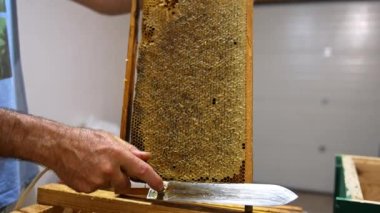 Apiaristin elinde bal dolu bir çerçeve var ve arılar tarafından mühürlenmiş. Arıcı, bal çıkarma işlemini kolaylaştırmak için balmumu hücrelerinin üst kısmını keser. Kapat..