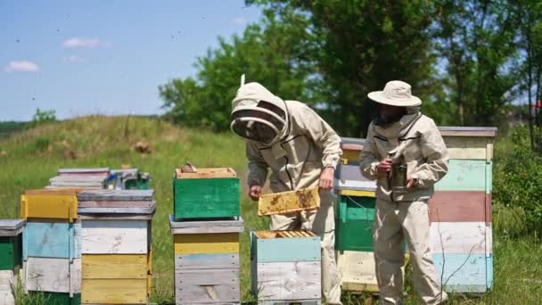 Apiculturists Working Bee Farm Meadow Men Take Frames Out Hive — Stock Video