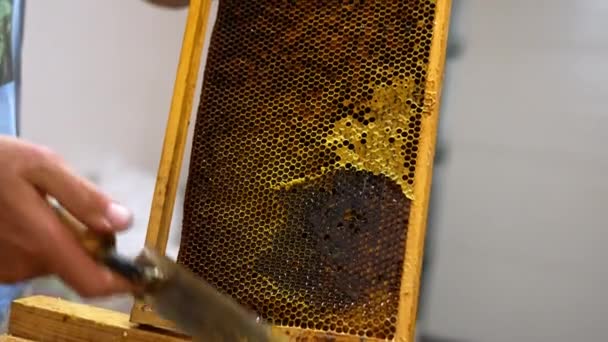 Wabenzubereitung Für Die Gewinnung Von Gesundem Bio Honig Männchen Hält — Stockvideo