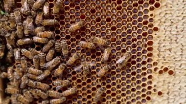 Taze sıvı organik bal dolu güzel bal petekleri. Çalışkan arılar hücrelerin yanından sürünerek geçerler ve onları kapatırlar. Kapat..