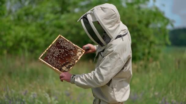 Pozorný Včelař Pečlivě Kontroluje Rám Pokrytý Včelami Včelař Otočí Rám — Stock video