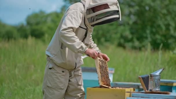 Pszczelarz Umieszcza Ramę Drewnianym Ulu Pszczół Hodowca Pszczół Używa Metalowego — Wideo stockowe